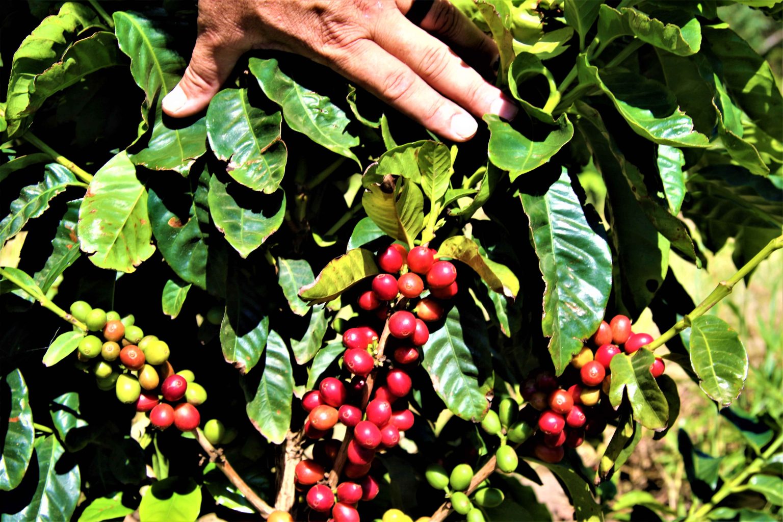 Battle of the Beans coffee competition launches for 2025! – Wola Africa